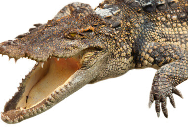 The head and face of a very big croc that is seemingly smiling, even laughing.